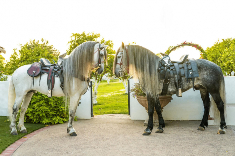 HorseID: 2314255 Levi - PhotoID: 1100652