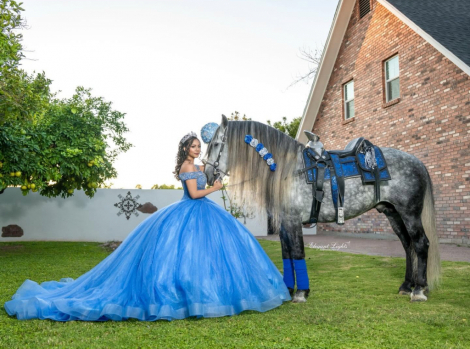 HorseID: 2314255 Levi - PhotoID: 1100653