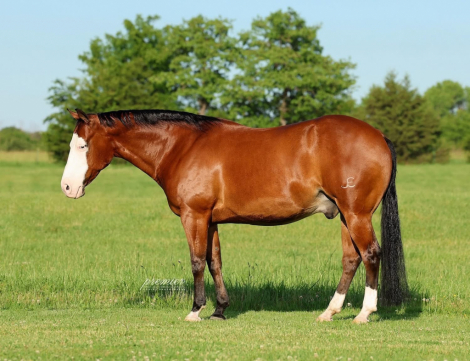 HorseID: 2314269 SPOOKY BAY GUNNER - PhotoID: 1099900