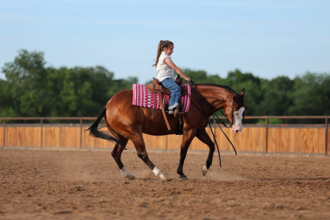 HorseID: 2314269 SPOOKY BAY GUNNER - PhotoID: 1099902