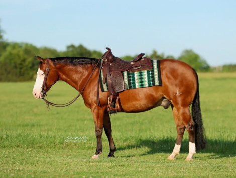 HorseID: 2314269 SPOOKY BAY GUNNER - PhotoID: 1099904