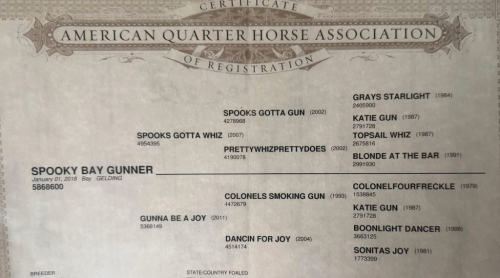 HorseID: 2314269 SPOOKY BAY GUNNER - PhotoID: 1099905
