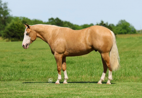 HorseID: 2314271 BLING 182 - PhotoID: 1099907