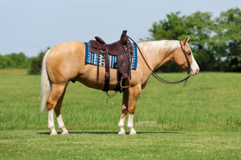 HorseID: 2314271 BLING 182 - PhotoID: 1099909