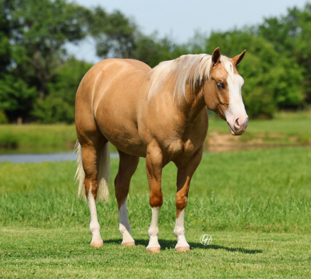 HorseID: 2314271 BLING 182 - PhotoID: 1099910