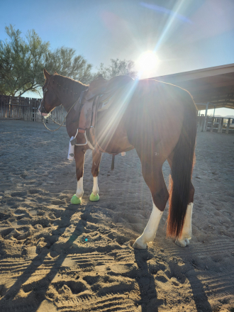HorseID: 2314272 PBARS Native Frost - PhotoID: 1099918