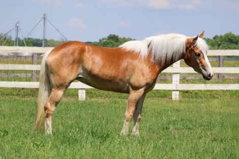 HorseID: 2314275 Junie B. Jones - PhotoID: 1099922