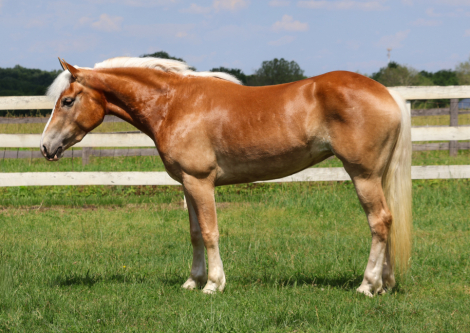 HorseID: 2314275 Junie B. Jones - PhotoID: 1099923