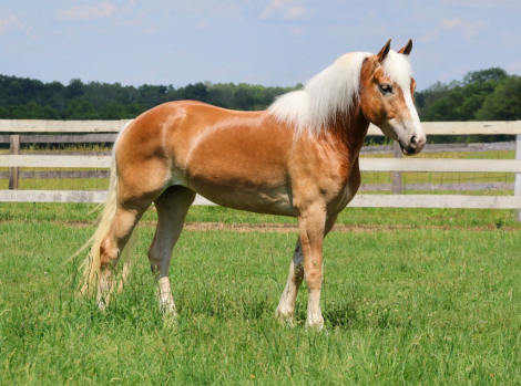 HorseID: 2314275 Junie B. Jones - PhotoID: 1099924