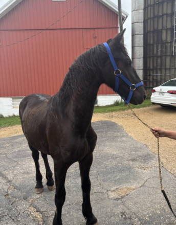 HorseID: 2314278 Clifford purebred Friesian - PhotoID: 1099926