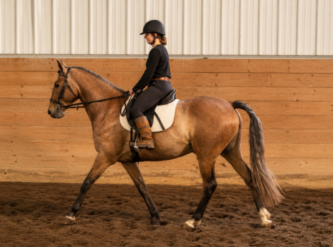 HorseID: 2314287 Spyder SHF - PhotoID: 1099929