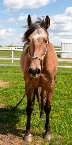 HorseID: 2314287 Spyder SHF - PhotoID: 1099931
