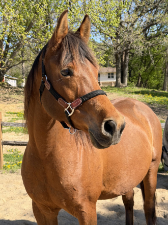 HorseID: 2314292 Sensation J - PhotoID: 1099934