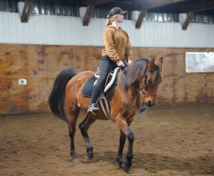 HorseID: 2314292 Sensation J - PhotoID: 1099935