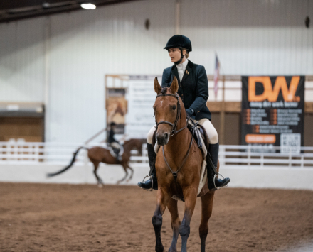HorseID: 2314292 Sensation J - PhotoID: 1099936