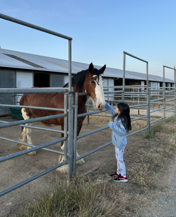 HorseID: 2314293 Kiss My Sass of Crushin’ Trance - PhotoID: 1099937