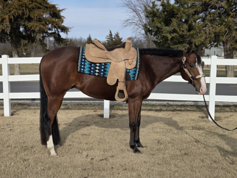 HorseID: 2314298 EE Absolutly the Best - PhotoID: 1100213