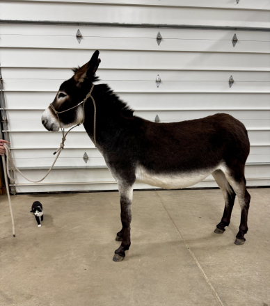 HorseID: 2314299 Hee-Hollows Josefina - PhotoID: 1099939