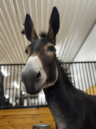 HorseID: 2314299 Hee-Hollows Josefina - PhotoID: 1099940