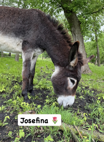 HorseID: 2314299 Hee-Hollows Josefina - PhotoID: 1099941