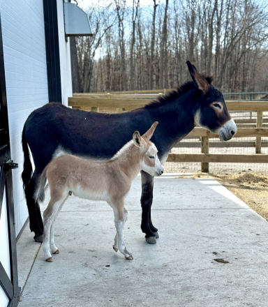 HorseID: 2314299 Hee-Hollows Josefina - PhotoID: 1099942