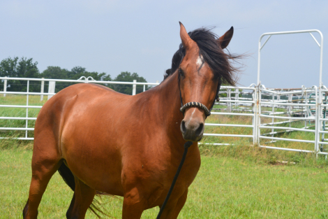 HorseID: 2314300 FLYING OAKS AUGUSTO - PhotoID: 1099946