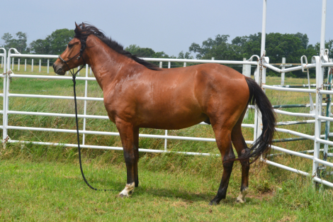 HorseID: 2314300 FLYING OAKS AUGUSTO - PhotoID: 1099947