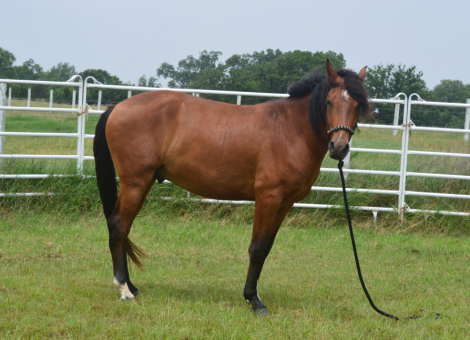 HorseID: 2314300 FLYING OAKS AUGUSTO - PhotoID: 1099948