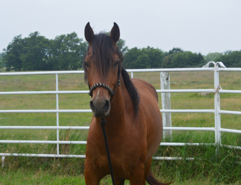 HorseID: 2314300 FLYING OAKS AUGUSTO - PhotoID: 1099949