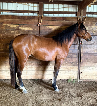 HorseID: 2314300 FLYING OAKS AUGUSTO - PhotoID: 1099950
