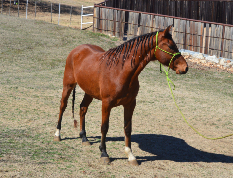 HorseID: 2314300 FLYING OAKS AUGUSTO - PhotoID: 1099951