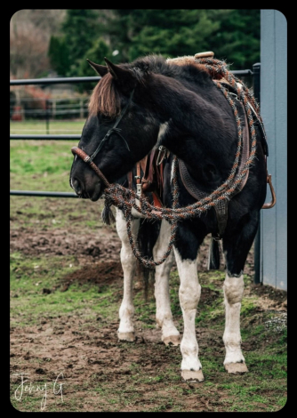 HorseID: 2314304 Viola - PhotoID: 1099944