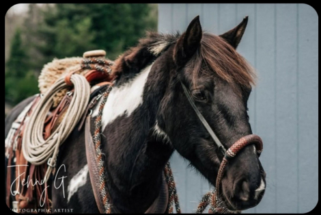 HorseID: 2314304 Viola - PhotoID: 1099945