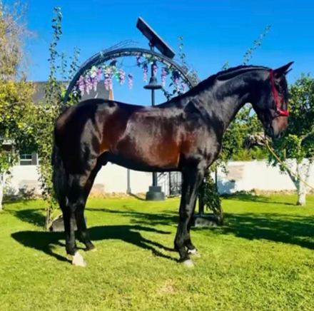 HorseID: 2314305 Nepturno Mars - PhotoID: 1099955