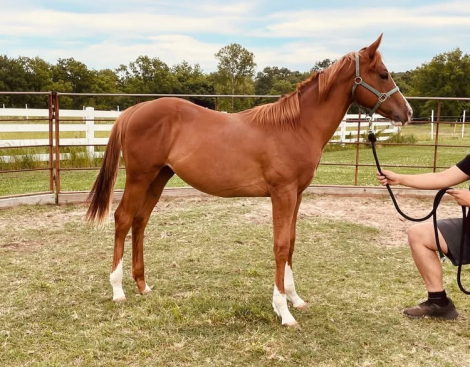 HorseID: 2314306 Everything Good - PhotoID: 1099957