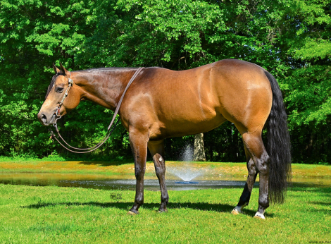 HorseID: 2314307 WSA Hubby Don’t Know - PhotoID: 1099958