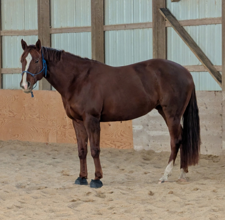 HorseID: 2314313 Don't Skip the Wow **price reduced** - PhotoID: 1100520