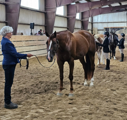 HorseID: 2314313 Don't Skip the Wow **price reduced** - PhotoID: 1100521