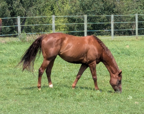 HorseID: 2314313 Don't Skip the Wow **price reduced** - PhotoID: 1100523