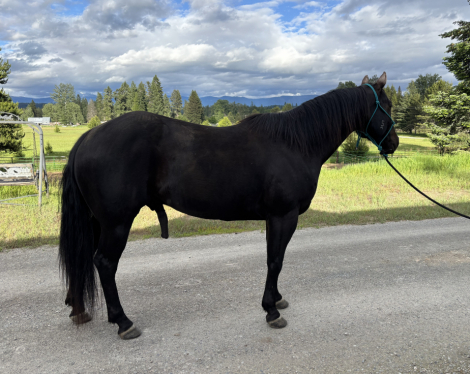 HorseID: 2314318 RWS Royal Black Rio - PhotoID: 1099965