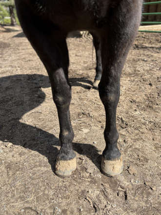 HorseID: 2314318 RWS Royal Black Rio - PhotoID: 1099973