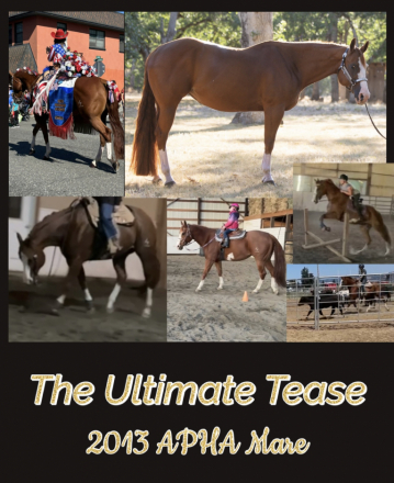 HorseID: 2314320 The Ultimate Tease - PhotoID: 1099978