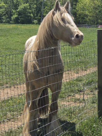 HorseID: 2314323 Romany Rising - PhotoID: 1099980