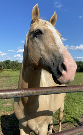HorseID: 2314328 Hank - PhotoID: 1099985