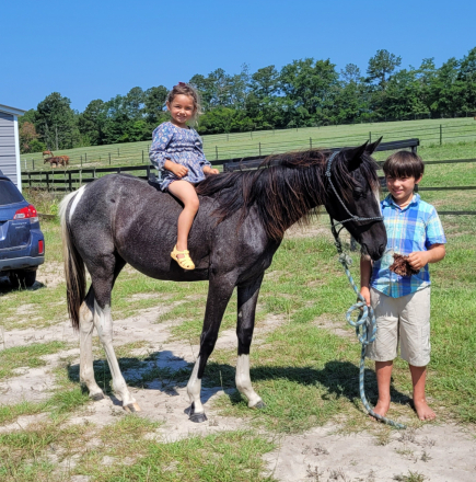 HorseID: 2314329 Blue Lady - PhotoID: 1099986