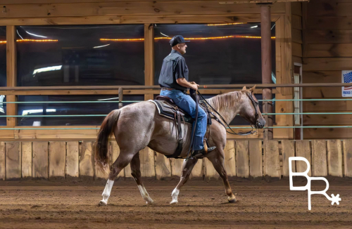 HorseID: 2314335 Hydrive A Blu Dually - PhotoID: 1099989