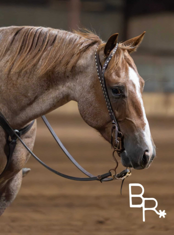 HorseID: 2314335 Hydrive A Blu Dually - PhotoID: 1099990