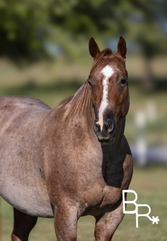 HorseID: 2314335 Hydrive A Blu Dually - PhotoID: 1099991