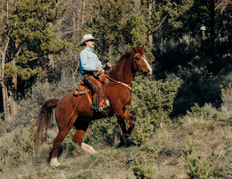 HorseID: 2314341 Journey (Reg. as MO Curly Sue) - PhotoID: 1099998