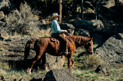 HorseID: 2314341 Journey (Reg. as MO Curly Sue) - PhotoID: 1100000